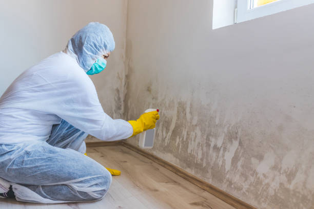 Licensed Mold Remediation service in Castleton, VA - WQB Mold Removal